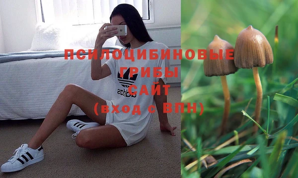 гашик Арсеньев